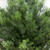 Cedar Bush Artificial Plant with Stakes - 3' - Green - IMAGE 5