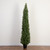 Boxwood Topiary Potted Artificial Tree - 8' - IMAGE 1