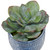 Succulent and Grass Centerpiece with Ceramic Pot - 22" - Set of 3 - IMAGE 3