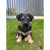 German Shepherd Outdoor Garden Statue - 10.5" - Black and Tan - IMAGE 1