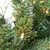 9' x 14" Pre-Lit Flocked Mixed Pine and Pine Cones Artificial Christmas Garland - Clear Lights