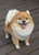 13.25" Standing Pomeranian Dog Outdoor Garden Statue
