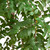 Sumac Artificial Potted Tree - 8' - Green - IMAGE 6