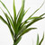 Artificial Dracaena Potted Tree - 6' - Green