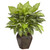 2' Artificial Dieffenbachia Silk Plant with Decorative Vase - IMAGE 1