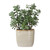 Jade Crassula Artificial plant with Ceramic Pot - 23.5" - Green and Beige - IMAGE 5