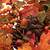 30" Eucalyptus, Maple Leaves and Acorns Artificial Fall Harvest Wreath