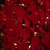 Pre-Lit Fiber Optic Color Changing Red Poinsettia Christmas Tree - 6' - IMAGE 6