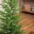 Medium Norfolk Pine Artificial Potted Christmas Tree - 4’ - Unlit - IMAGE 4