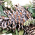 Frosted Pinecone and Wood Petals Small Artificial Christmas Wreath -14" - Unlit - IMAGE 5