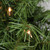 Pre-Lit Northern Frasier Fir Artificial Christmas Wreath - 24-Inch, Clear Lights - IMAGE 2