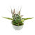 11.5" Potted Green Artificial Mixed Succulent Fern Plant - IMAGE 1