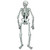 Club Pack of 12 Spooky Jointed Jolly Skeleton Halloween Decorations 4.5' - IMAGE 1