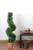 47" Potted Two-Tone Artificial Cypress Spiral Topiary Tree - Unlit - IMAGE 4