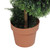 47" Potted Two-Tone Artificial Cypress Spiral Topiary Tree - Unlit - IMAGE 3