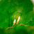 11.5" Lighted Nautical Fiberglass Hanging Fishing Float Decoration - Green