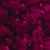 Burgundy Red Chenille Wired Craft Ribbon 0.25" x 110 Yards - IMAGE 1