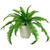 Boston Fern Artificial Potted Plant - 24" - IMAGE 1