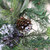 24" Mixed Pine with Blueberries Pine Cones and Ice Twigs Artificial Christmas Wreath - Unlit - IMAGE 4