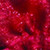 Club Pack of 36 Burgundy Organza Tie Gift Bags 3.5" x 5.5" - IMAGE 1