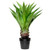 Real Touch™️ Green Artificial Agave Succulent Plant In a Black Pot - 30.5" - IMAGE 2