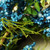 Berry Twig Artificial Wreath, Green and Blue 12-Inch - IMAGE 4