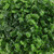 Two-Toned Artificial Boxwood Topiary Garden Ball - 7.75" - IMAGE 6