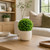 Two-Toned Artificial Boxwood Topiary Garden Ball - 7.75" - IMAGE 3