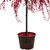 3.75' Red Crystallized Glitter Potted Artificial Christmas Tree - Unlit - IMAGE 2