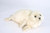 Set of 2 White Handcrafted Soft Plush Seal Stuffed Animals 25" - IMAGE 1