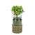 7.25" Green and Brown Potted Artificial Succulent Plant in Glass Jar with Burlap Grip - IMAGE 1