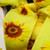 Yellow Sunflower Print Wired Craft Ribbon 2.5" x 27 Yards - IMAGE 1