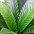 Two-Tone Bird Nest Fern Artificial Potted Plant - 22" - Green and Brown - IMAGE 5