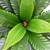 Two-Tone Bird Nest Fern Artificial Potted Plant - 22" - Green and Brown - IMAGE 4