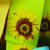 Green and Yellow Sunflower Print Wired Craft Ribbon 1.5" x 27 Yards - IMAGE 1