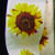 Yellow and Ivory Sunflower Wired Craft Ribbon 1.5" x 27 Yards - IMAGE 1
