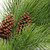 Long Needle Pine Artificial Christmas Wreath with Pine Cones - 44-Inch, Unlit - IMAGE 2