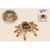 Set of 4 Brown Handcrafted Soft Plush Jumping Spider Stuffed Animals 11.25" - IMAGE 1