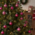 Shatterproof 4-Finish Christmas Ball Ornaments - 1.5" (40mm) - Magenta Pink - 96ct - IMAGE 3