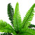 Potted Artificial Long Green Boston Fern Plant - 15.75" - IMAGE 6