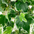 30" Variegated Ivy Artificial Hanging Floral Bush - IMAGE 6