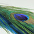 14" Blue Peacock with Feather Tail Clip-On Christmas Ornament - IMAGE 4