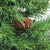 6.5' Full Dakota Red Pine with Pine Cones Artificial Christmas Tree - Unlit - IMAGE 2