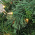 Pre-Lit Mixed Cashmere Pine Artificial Christmas Wreath - 24" - Clear Lights - IMAGE 2