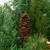 Pre-Lit Dakota Red Pine Artificial Christmas Garland - 9' x 16" - Warm White LED Lights - IMAGE 3