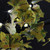 Pre-Lit Yellow Maple Leaf Artificial Fall Harvest Tree - 5' - White LED Lights - IMAGE 3