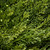 60 Artificial Two-Tone Green Cedar Spiral Tree with Urn Style Pot - IMAGE 3