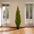60" Potted Artificial Arborvitae Topiary Tree - IMAGE 2