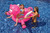 Inflatable Flying Pig Swimming Pool Float - 54" - Pink - IMAGE 3