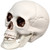 Skeleton Skull Halloween Decorations - 3.5" - Pack of 6 - IMAGE 5